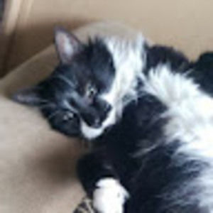 Meet your Posher, Gavin